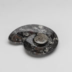 Polished Ammonite and Orthoceras Fossil Spiral Plate (Small)