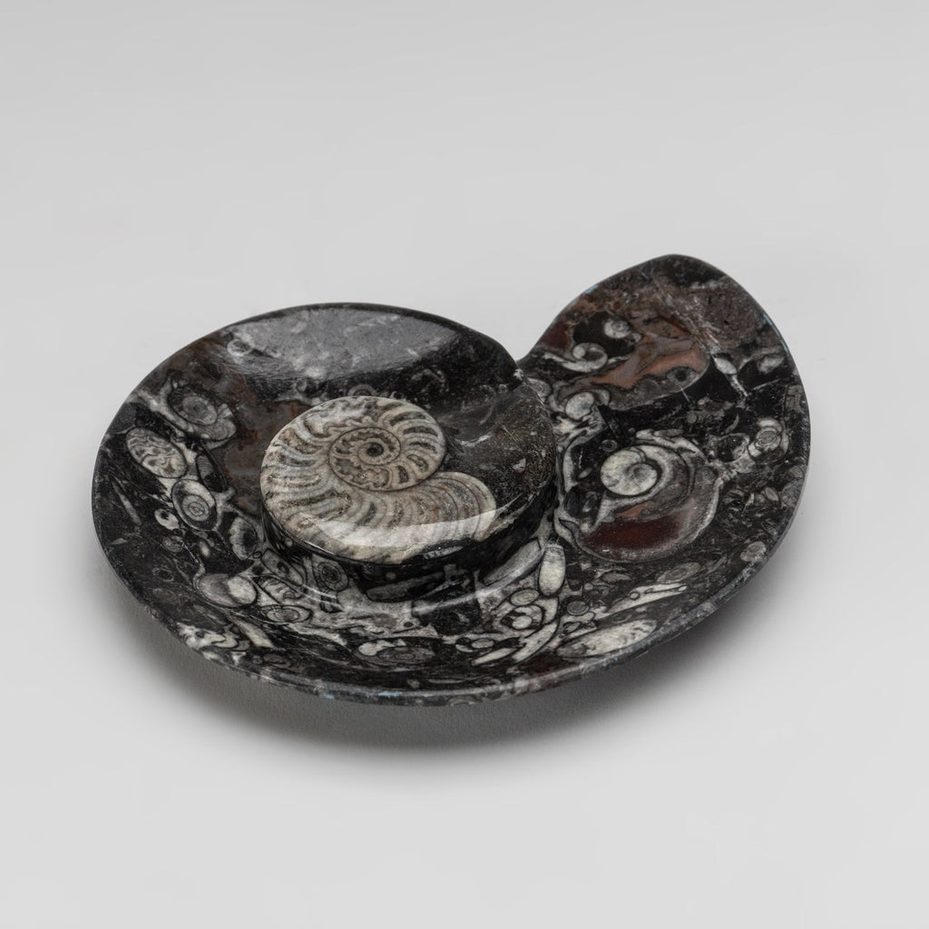 Polished Ammonite and Orthoceras Fossil Spiral Plate (Small)