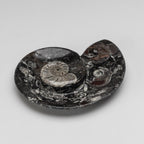 Polished Ammonite and Orthoceras Fossil Spiral Plate (Small)