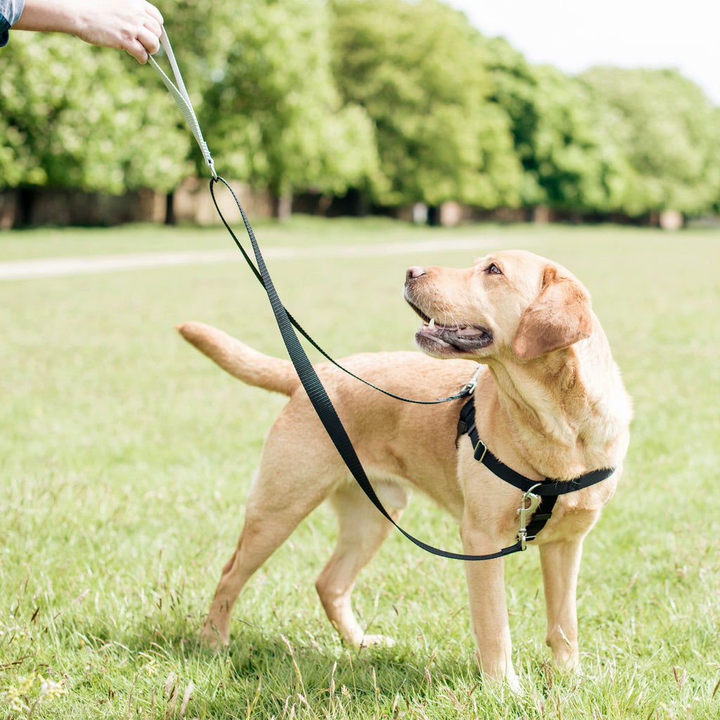 Purple Freedom No-Pull Dog Harness