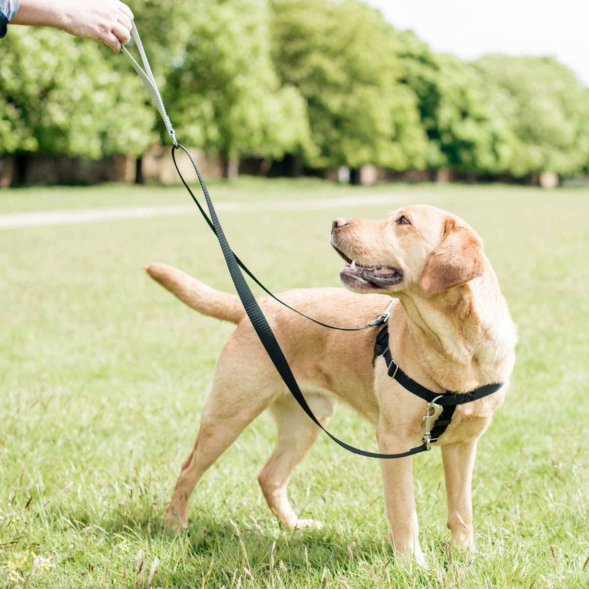 Purple Freedom No-Pull Dog Harness