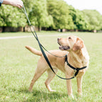 Rust 1″ Only Freedom No-Pull Dog Harness