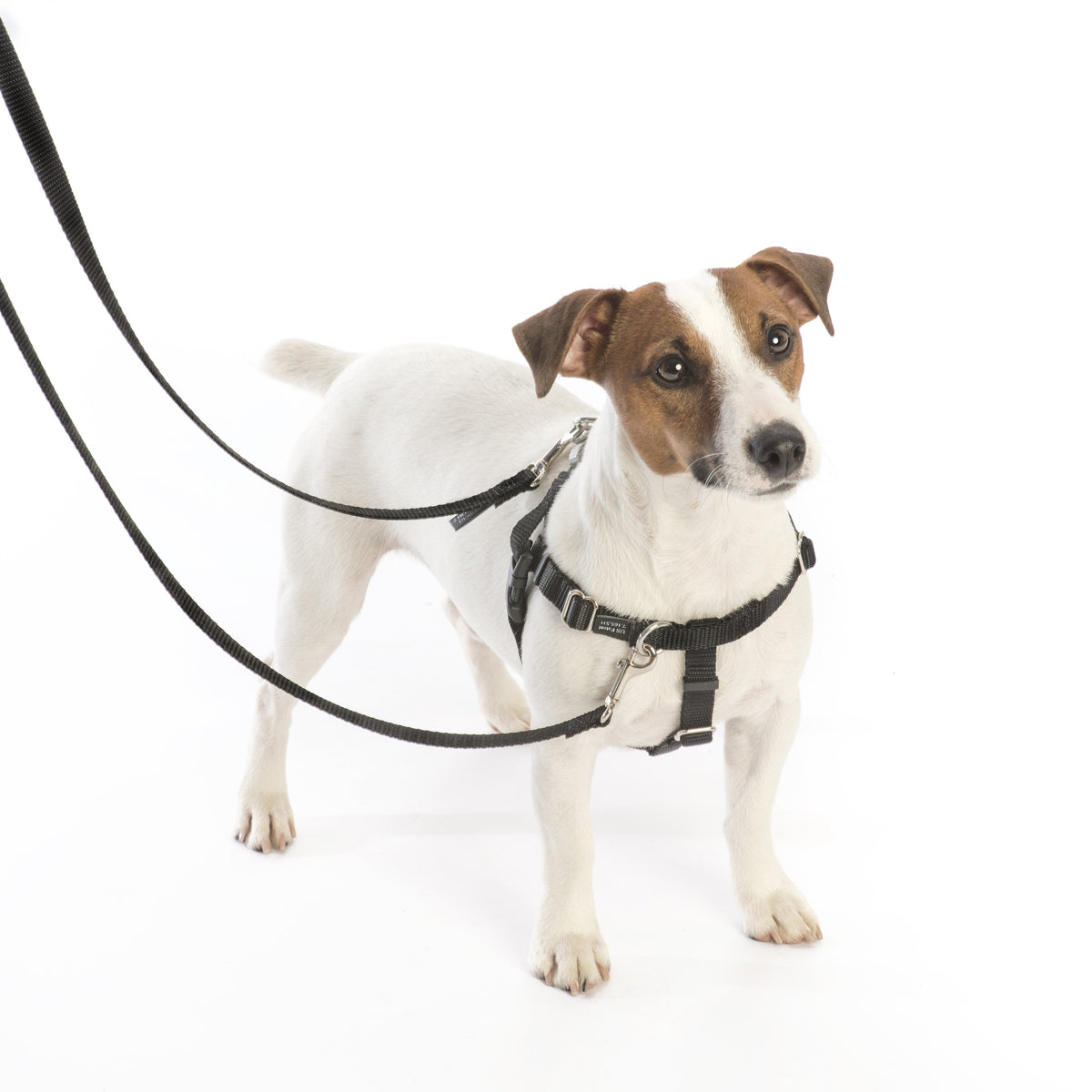 Purple Freedom No-Pull Dog Harness