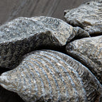 Brachiopod - Pocket Fossil