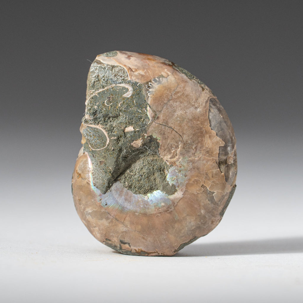 Extra-Small Calcified Ammonite Half From Madagascar (10 grams)