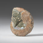 Extra-Small Calcified Ammonite Half From Madagascar (10 grams)