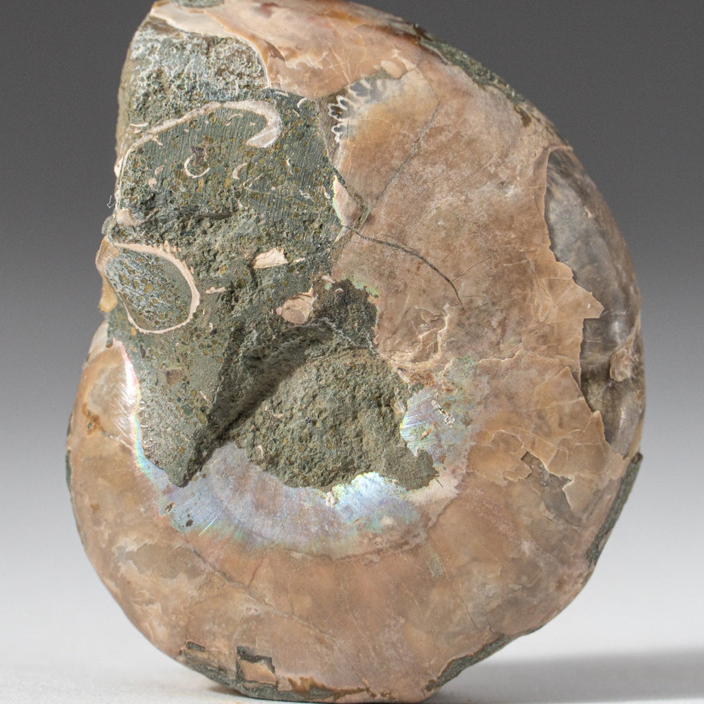 Extra-Small Calcified Ammonite Half From Madagascar (10 grams)