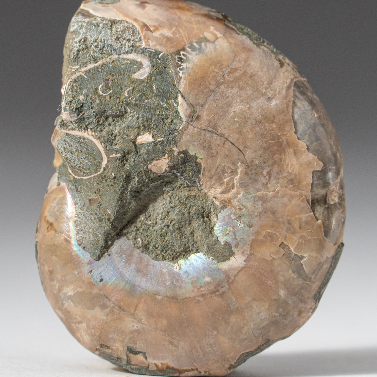 Extra-Small Calcified Ammonite Half From Madagascar (10 grams)