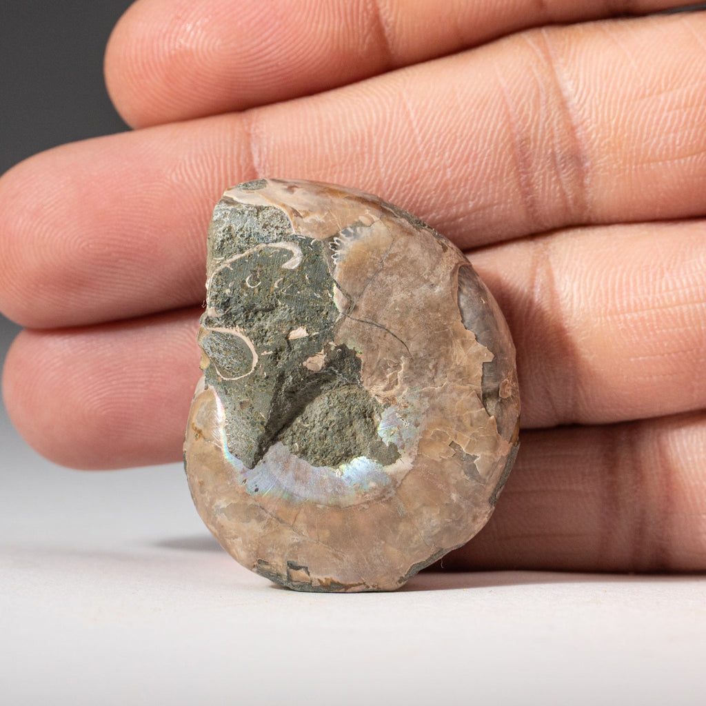 Extra-Small Calcified Ammonite Half From Madagascar (10 grams)