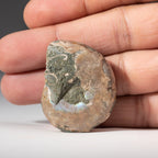 Extra-Small Calcified Ammonite Half From Madagascar (10 grams)