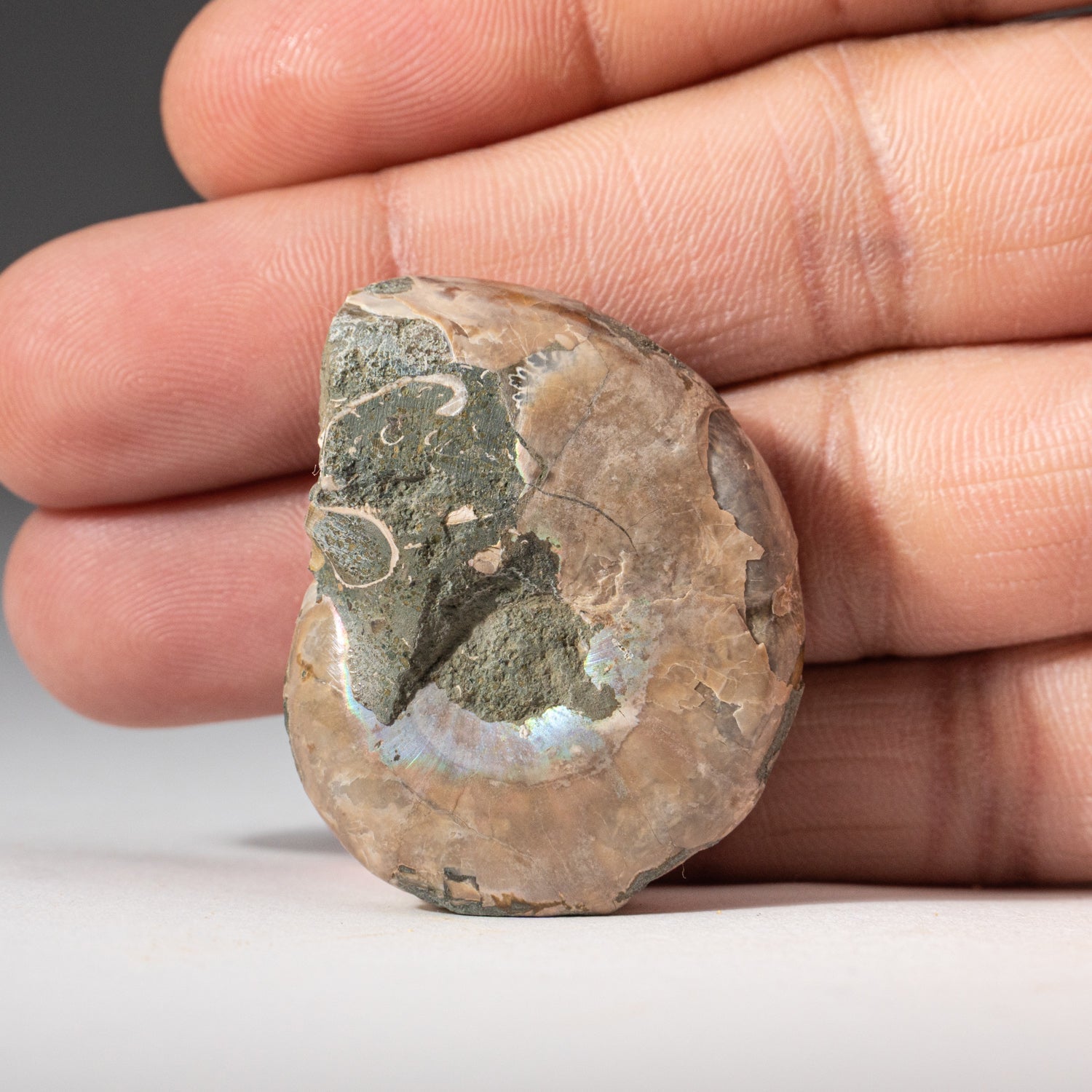 Extra-Small Calcified Ammonite Half From Madagascar (10 grams)