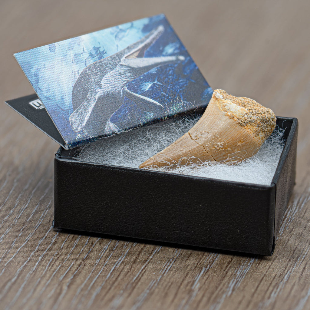 Mighty Mosasaur Pocket Fossil