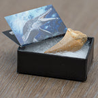 Mighty Mosasaur Pocket Fossil