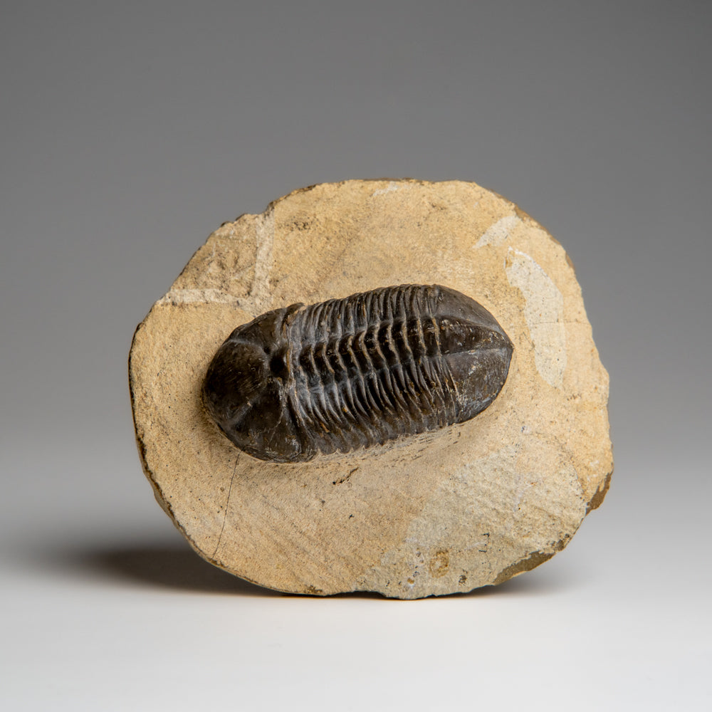 Genuine Asaphus Lepidurus Trilobite in Matrix from Morocco (221.4 grams)