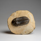 Genuine Asaphus Lepidurus Trilobite in Matrix from Morocco (221.4 grams)