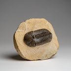 Genuine Asaphus Lepidurus Trilobite in Matrix from Morocco (221.4 grams)