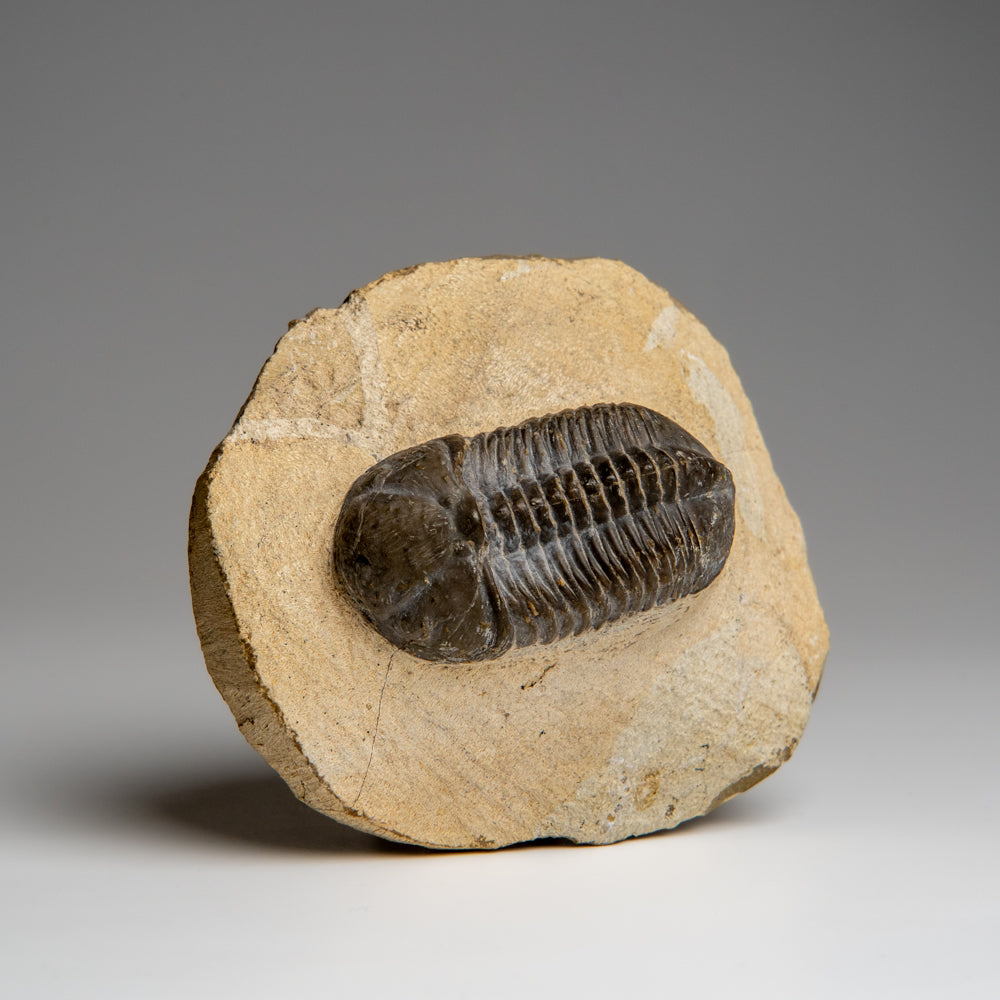 Genuine Asaphus Lepidurus Trilobite in Matrix from Morocco (221.4 grams)