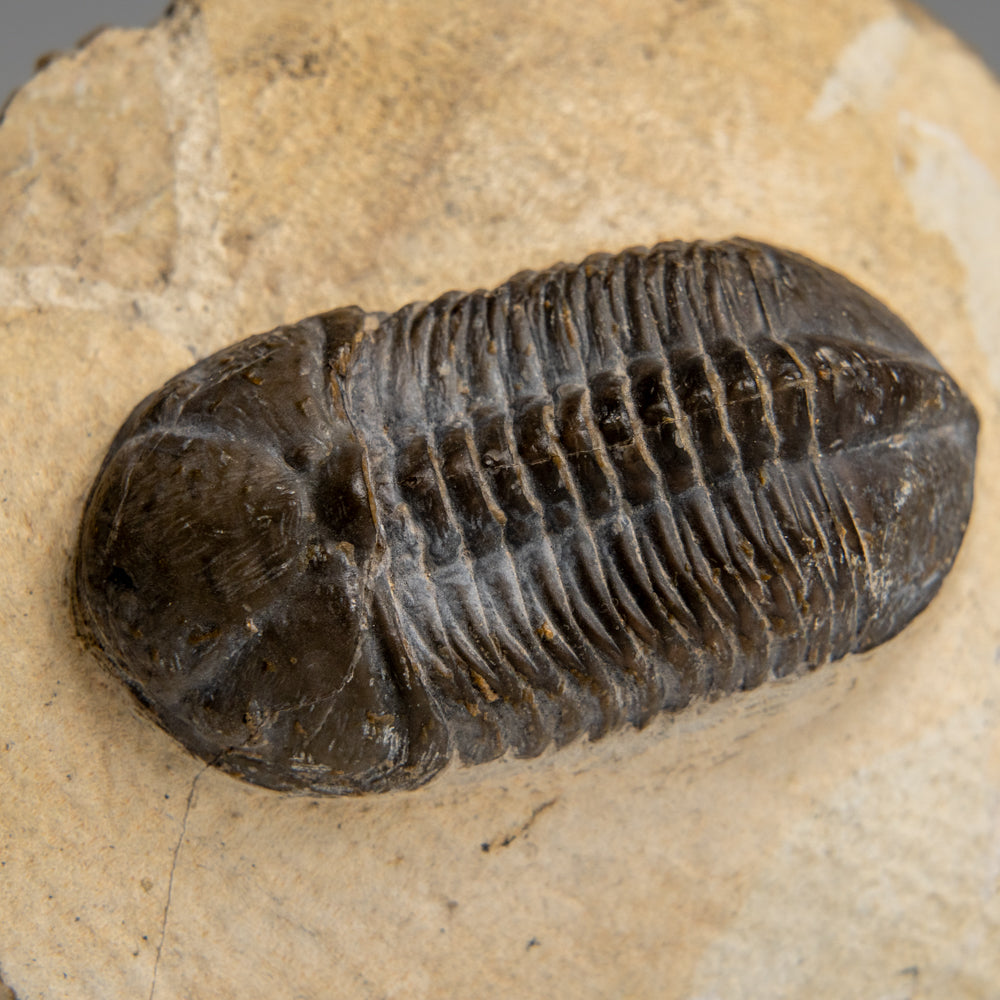 Genuine Asaphus Lepidurus Trilobite in Matrix from Morocco (221.4 grams)