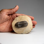 Genuine Asaphus Lepidurus Trilobite in Matrix from Morocco (221.4 grams)