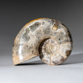 Genuine Natural Calcified Ammonite Fossil (246 grams)