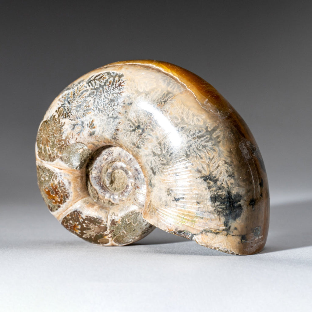 Genuine Natural Calcified Ammonite Fossil (246 grams)