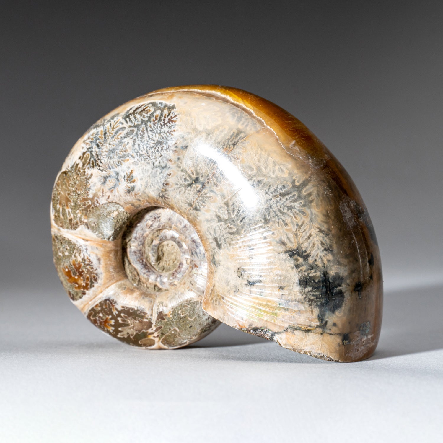 Genuine Natural Calcified Ammonite Fossil (246 grams)