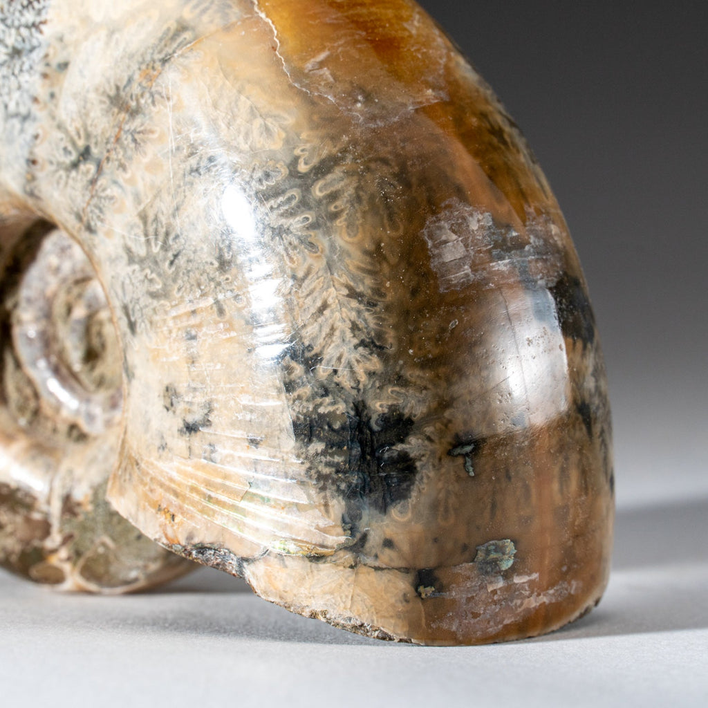 Genuine Natural Calcified Ammonite Fossil (246 grams)