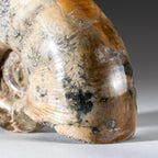 Genuine Natural Calcified Ammonite Fossil (246 grams)