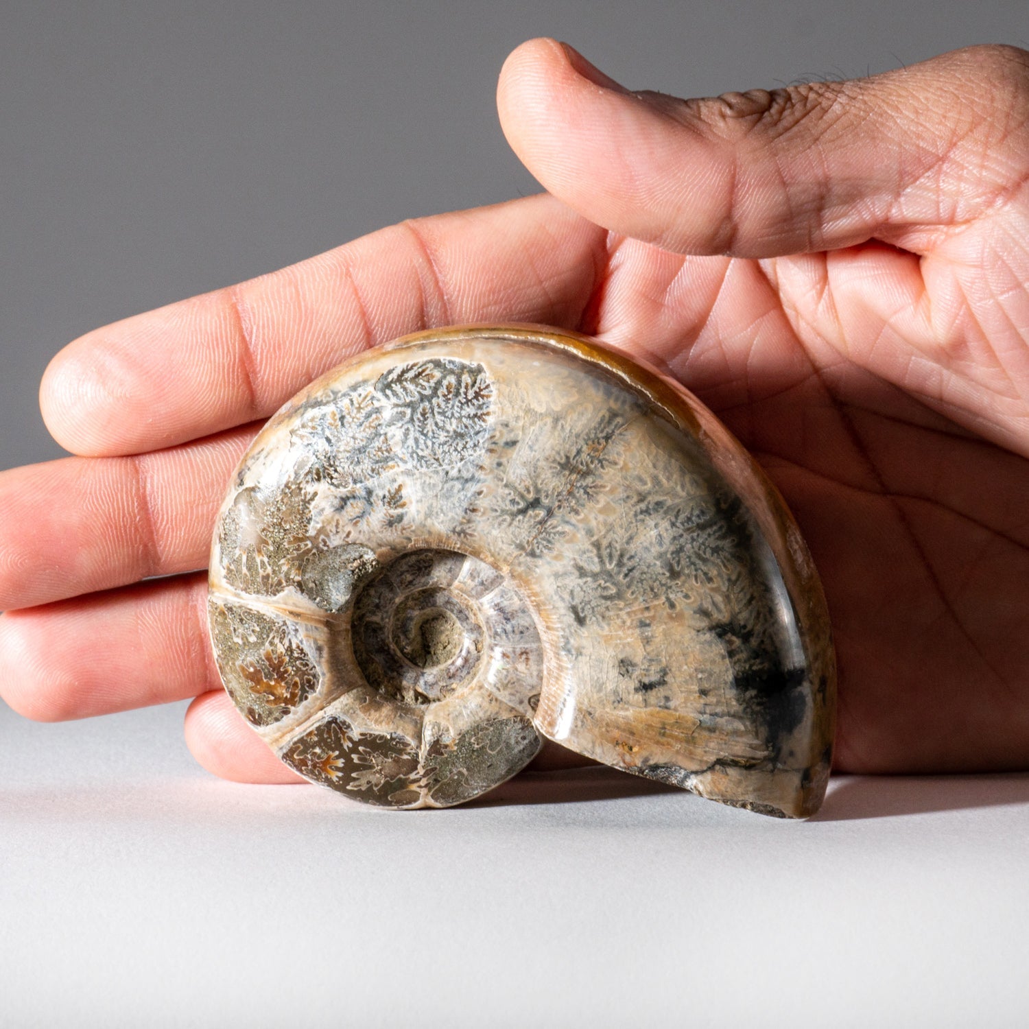 Genuine Natural Calcified Ammonite Fossil (246 grams)