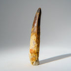 Genuine Mosasaurus Tooth in Display Case (51.9 grams)
