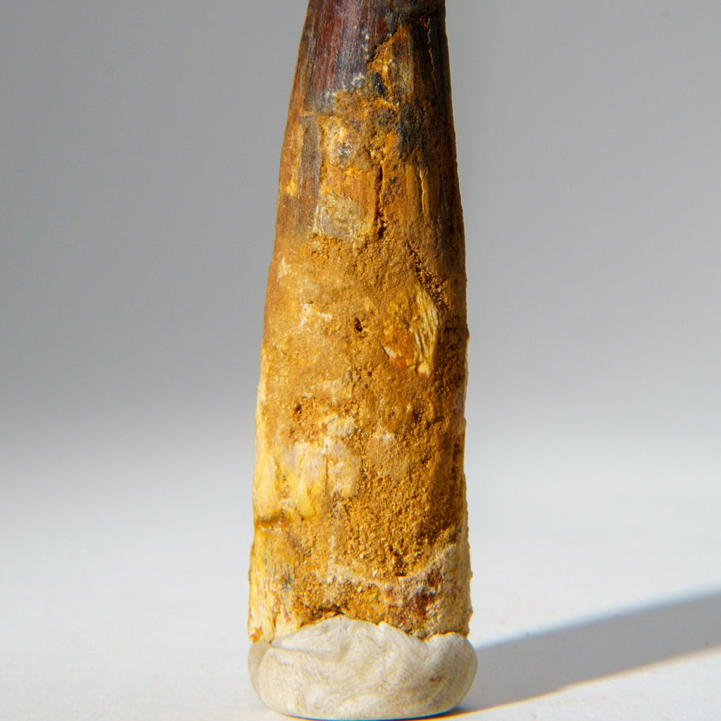 Genuine Mosasaurus Tooth in Display Case (51.9 grams)