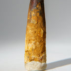 Genuine Mosasaurus Tooth in Display Case (51.9 grams)