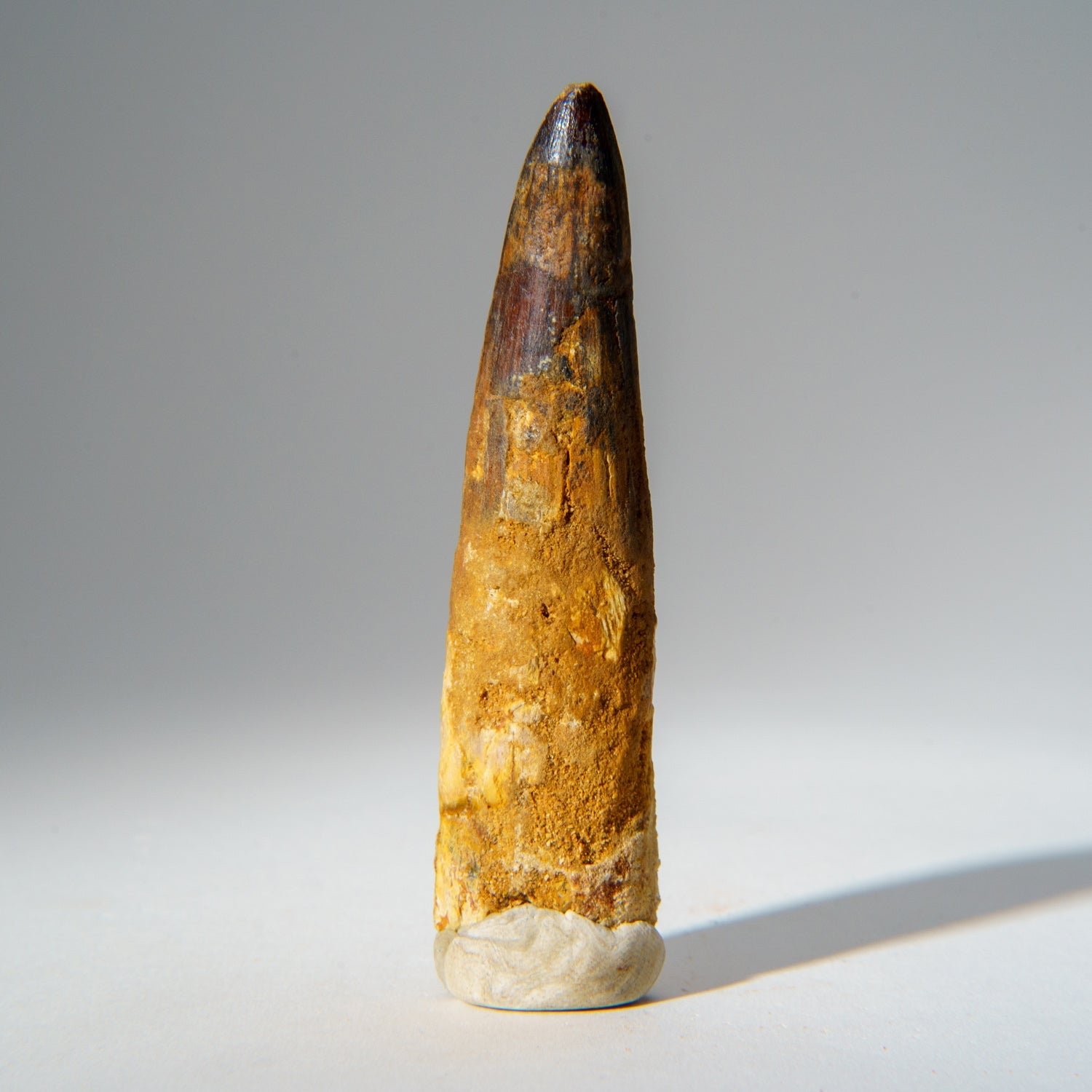 Genuine Mosasaurus Tooth in Display Case (51.9 grams)