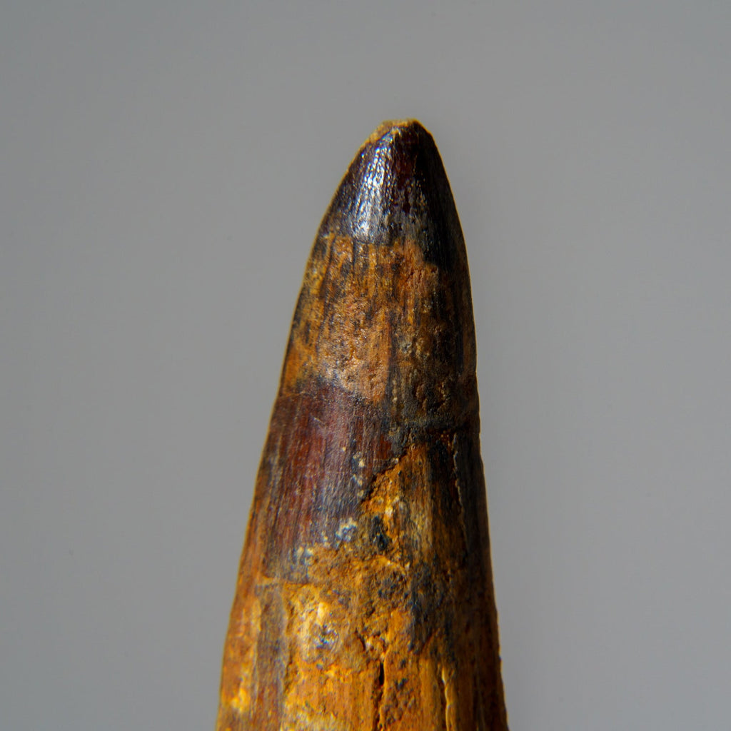 Genuine Mosasaurus Tooth in Display Case (51.9 grams)