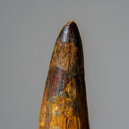 Genuine Mosasaurus Tooth in Display Case (51.9 grams)