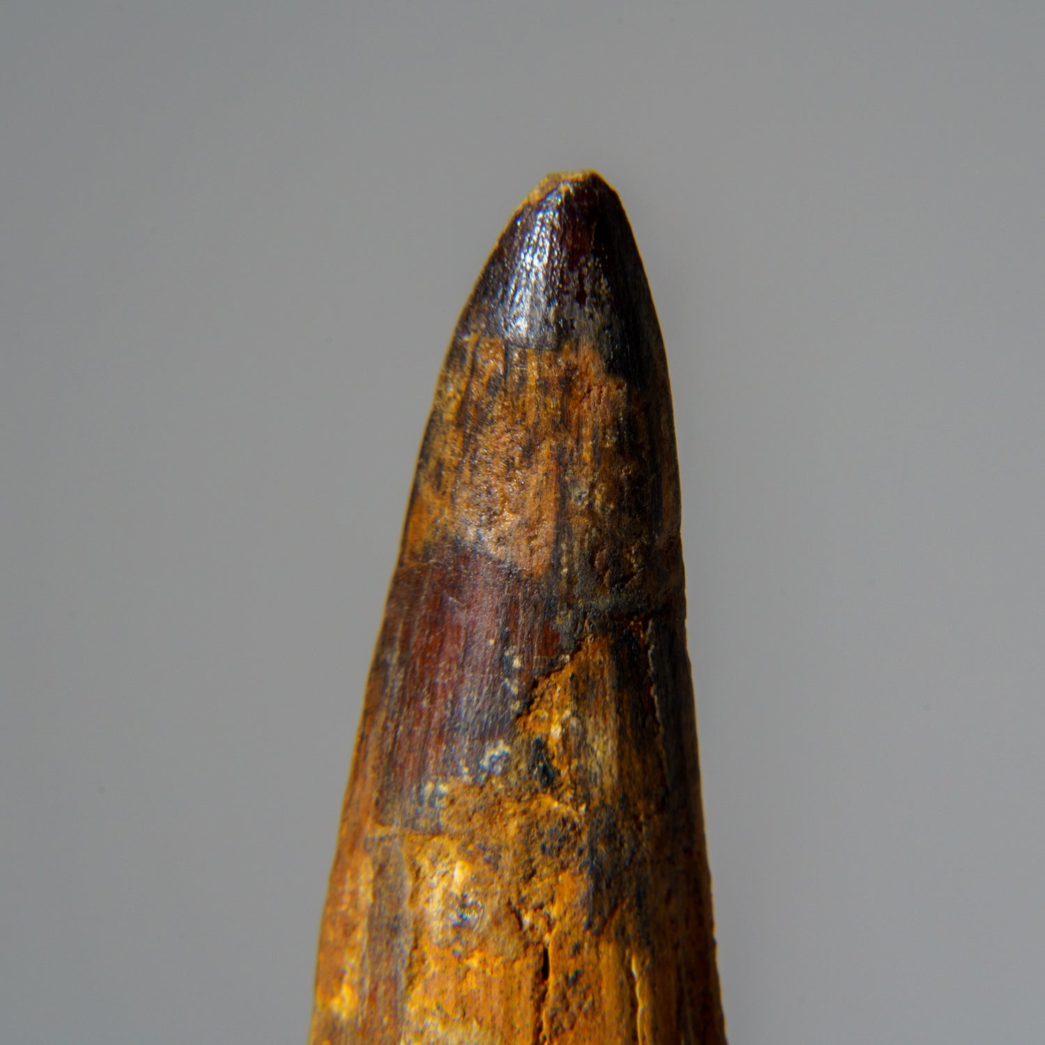 Genuine Mosasaurus Tooth in Display Case (51.9 grams)