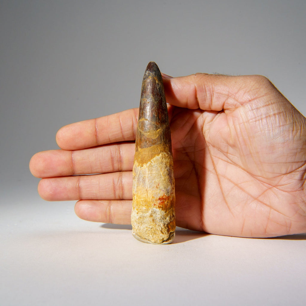 Genuine Mosasaurus Tooth in Display Case (51.9 grams)
