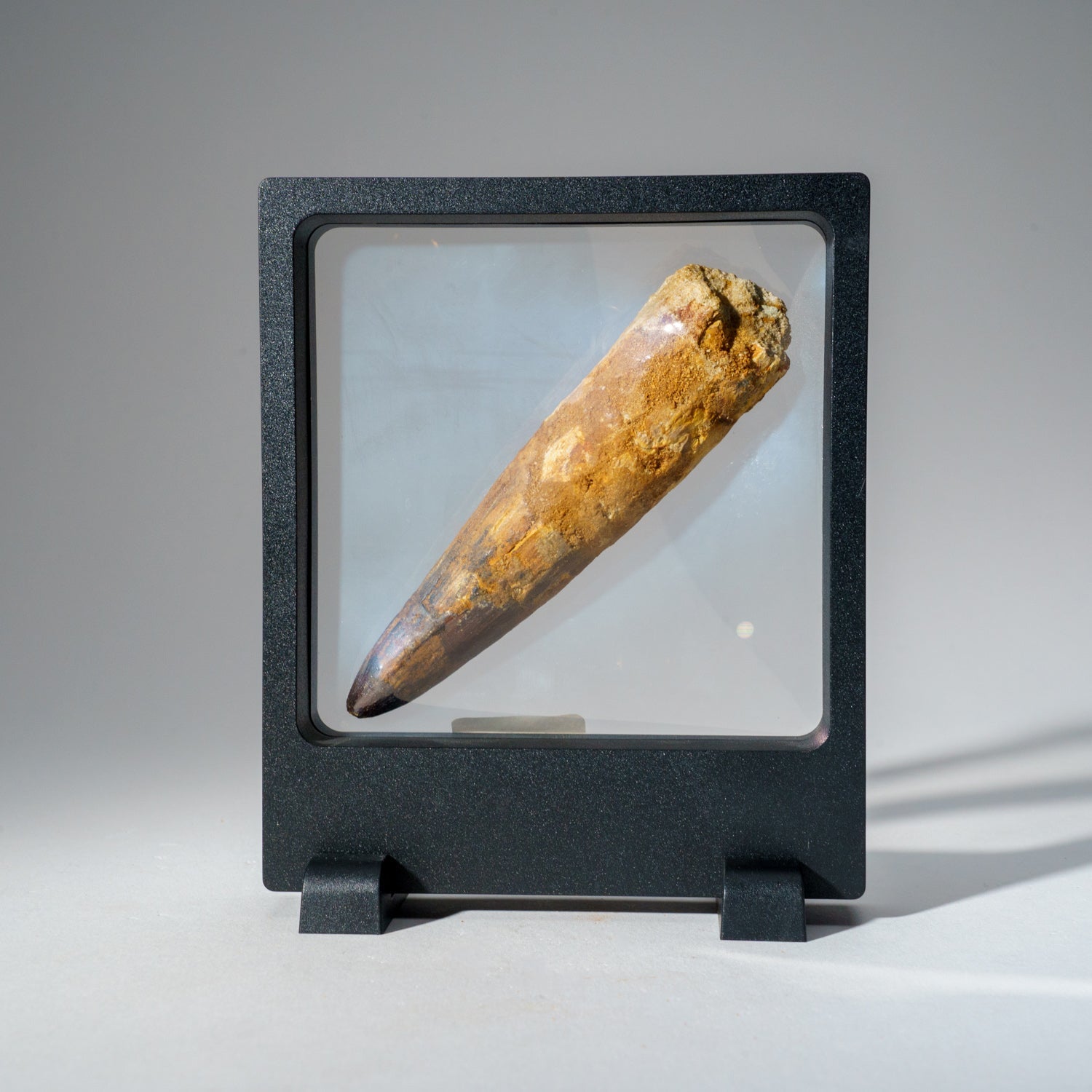 Genuine Mosasaurus Tooth in Display Case (51.9 grams)