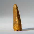 Genuine Carcharodontosaurus Tooth in Display Box (18.4 grams)