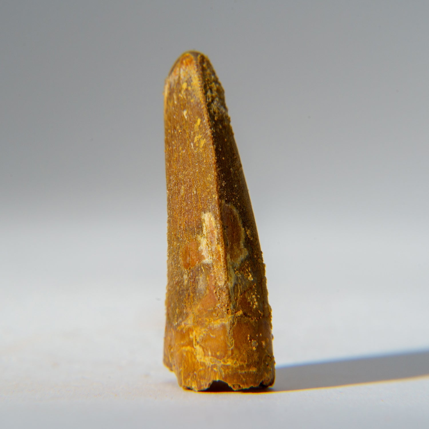 Genuine Carcharodontosaurus Tooth in Display Box (18.4 grams)