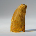 Genuine Carcharodontosaurus Tooth in Display Box (18.4 grams)