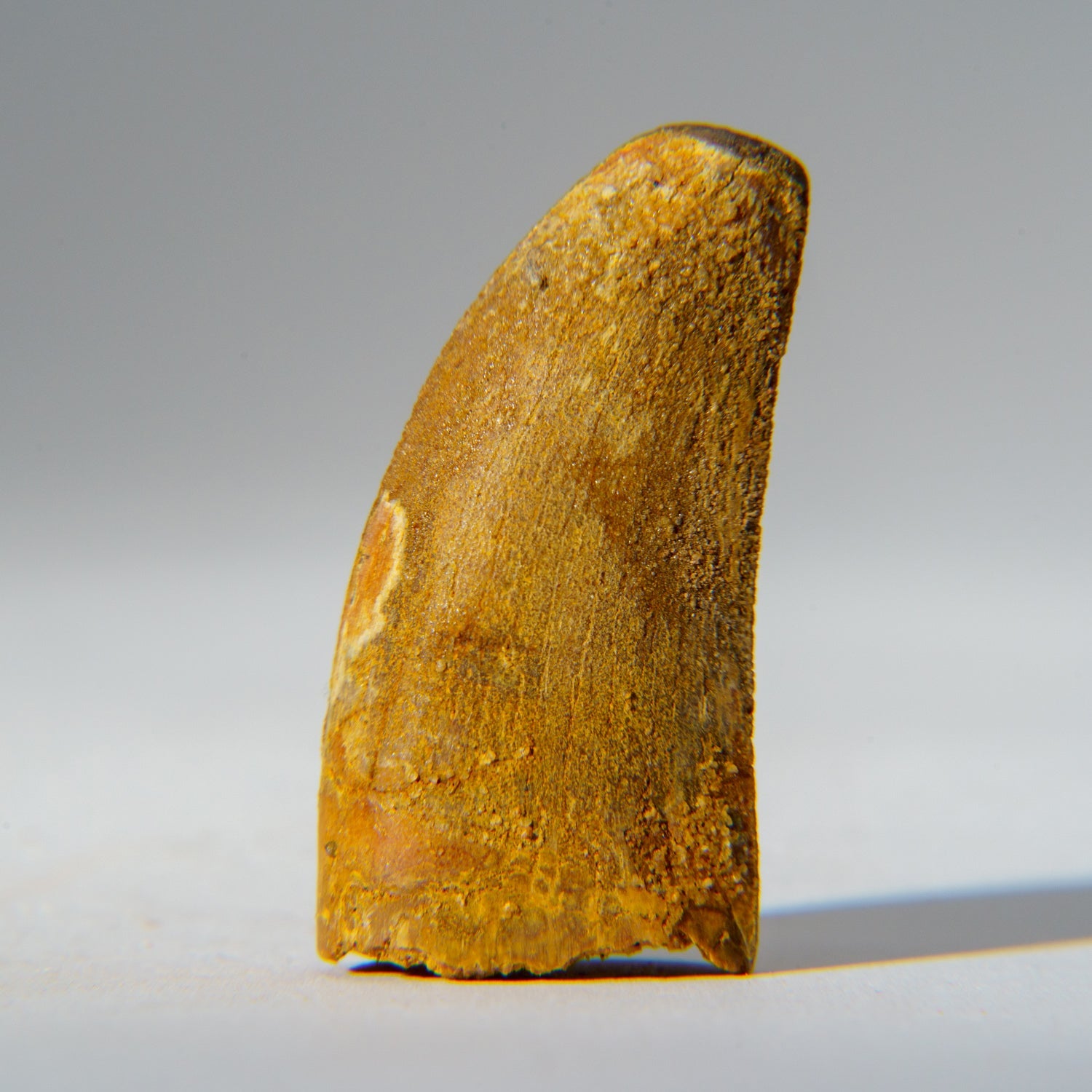 Genuine Carcharodontosaurus Tooth in Display Box (18.4 grams)