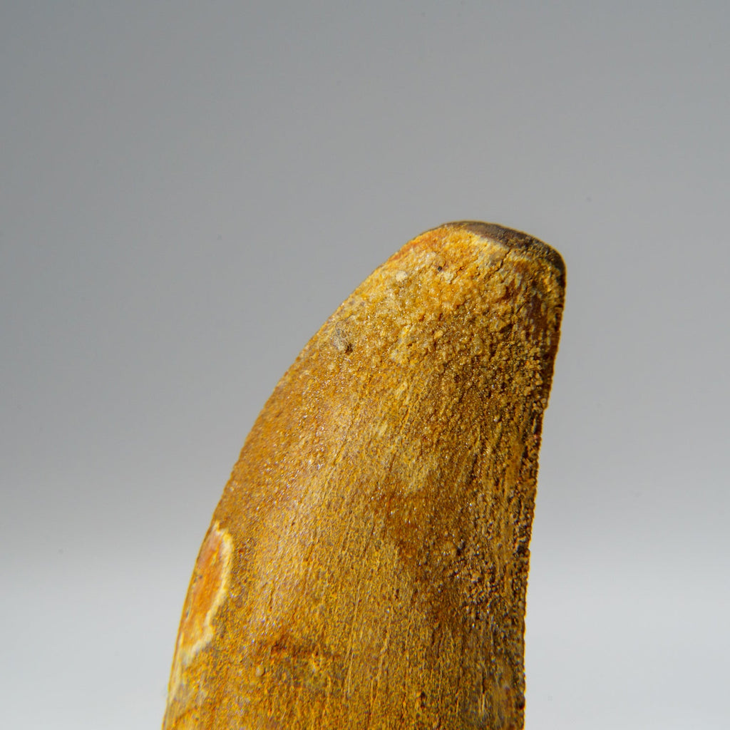 Genuine Carcharodontosaurus Tooth in Display Box (18.4 grams)
