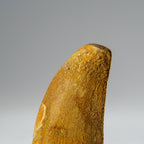 Genuine Carcharodontosaurus Tooth in Display Box (18.4 grams)