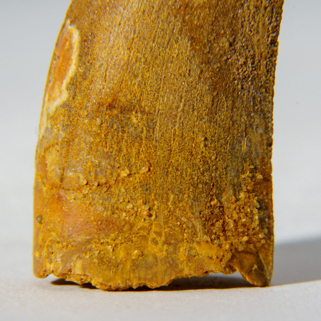 Genuine Carcharodontosaurus Tooth in Display Box (18.4 grams)