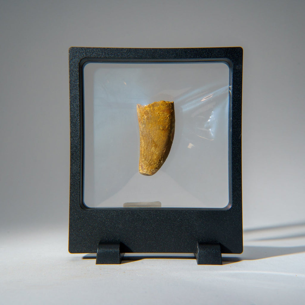 Genuine Carcharodontosaurus Tooth in Display Box (18.4 grams)