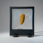 Genuine Carcharodontosaurus Tooth in Display Box (18.4 grams)