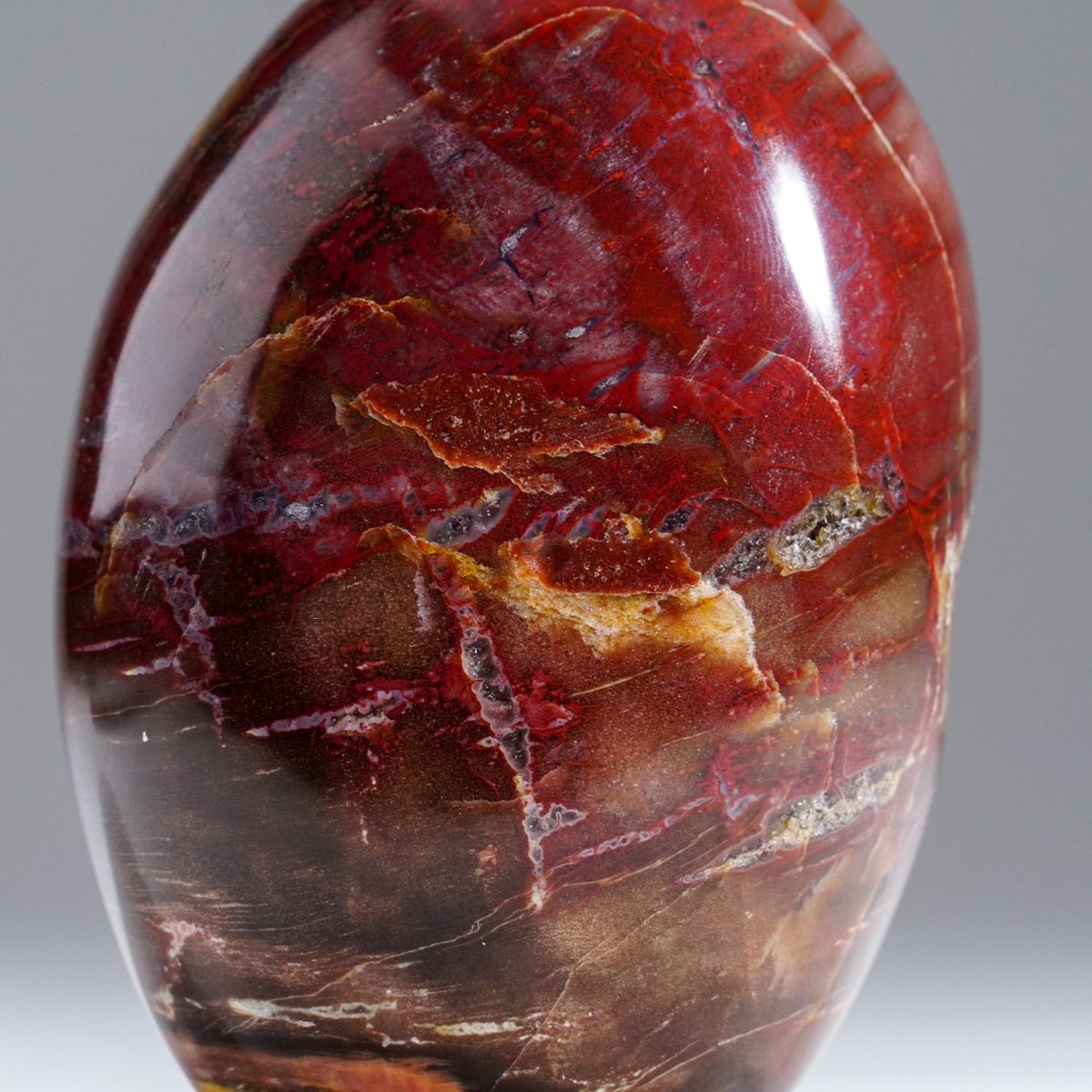 Polished Petrified Wood Freeform from Madagascar (1.1 lbs)