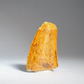 Genuine Carcharodontosaurus Tooth (17.5 grams)