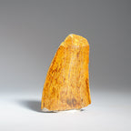 Genuine Carcharodontosaurus Tooth (17.5 grams)